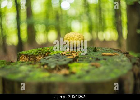 Beautiful enchanting mushroom in autumn in a fairy tale forest, abstract circular bokeh Stock Photo