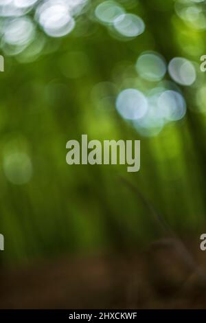 Abstract nature green bokeh from tree background Stock Photo - Alamy