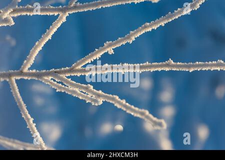 Branches of a tree covered with ice crystals in sunlight, Vilhelmina, Lapland, Sweden Stock Photo