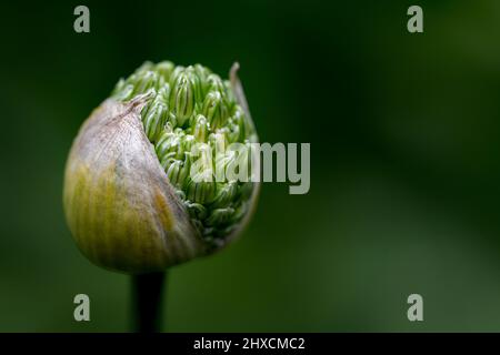 Allium, Allium giganteum, Amaryllidaceae, Amaryllis family Stock Photo