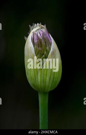 Allium, Allium giganteum, Amaryllidaceae, Amaryllis family Stock Photo