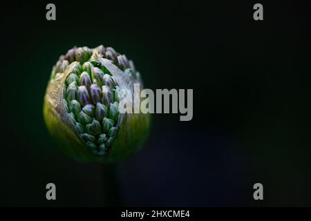 Allium, Allium giganteum, Amaryllidaceae, Amaryllis family Stock Photo