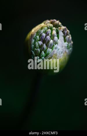 Allium, Allium giganteum, Amaryllidaceae, Amaryllis family Stock Photo