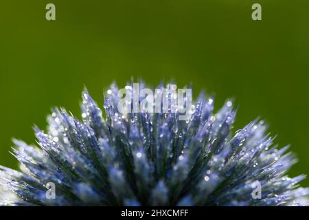 Echinops, globe thistle, Asteraceae, Compositae Stock Photo