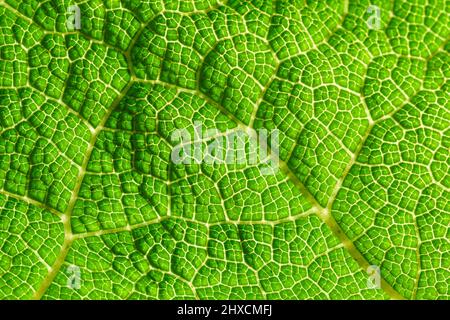 Gunnera tinctoria, mirbel, gunnera, redwood leaf Stock Photo