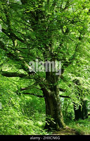 Old beech tree in dense forest Stock Photo