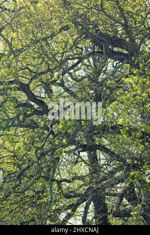 Abstract tree structures - oaks in spring Stock Photo