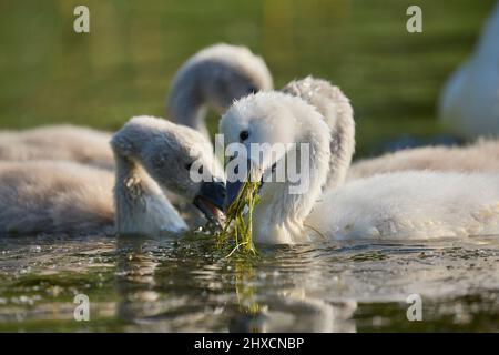 Europe, Germany, Lower Saxony, Otterndorf. Young Mute Swans (Cygnus olor) foraging. Stock Photo