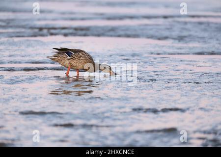 Europe, Germany, Lower Saxony, Otterndorf. Female mallard duck (Anas platyrhynchos) foraging on the mudflats. Stock Photo