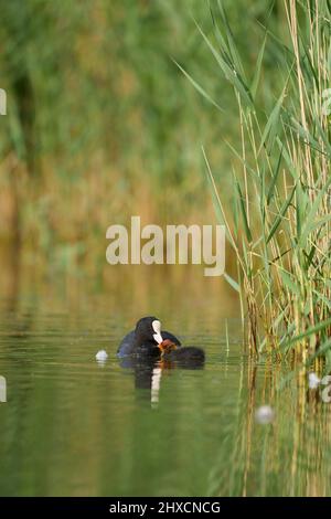 Europe, Germany, Lower Saxony, Otterndorf. Coot chicks with parent bird (Fulica atra) among reeds in morning light. Stock Photo