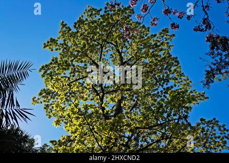 Cannonball tree (Couroupita guianensis) on tropical rainforest Stock Photo