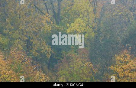 Europe, Germany, Lower Saxony, Otterndorf. Autumn leaves in morning mist. Stock Photo