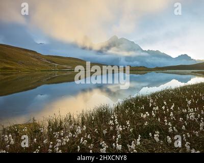 Cotton grass at Lac de Cerces, Le Grand Galibier, Rhones Alpes, Hautes-Alpes, France Stock Photo
