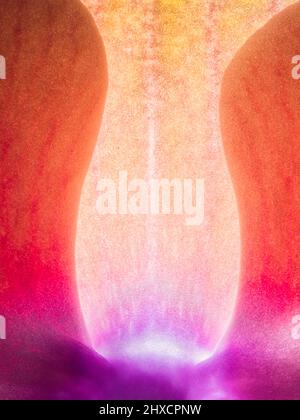 Macro shot of an orchid Stock Photo