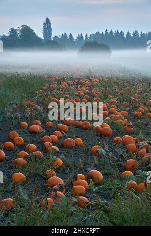 Morning Fog Pumpkin Patch Agriculture vertical. Pumpkins ready for harvest in a foggy field. Stock Photo