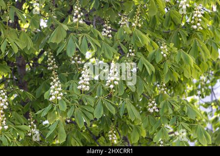 The wonderful flowers of a chestnut in spring Stock Photo
