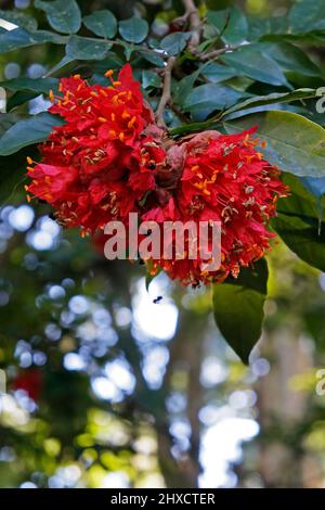 Scarlet flame bean flowers or mountain rose flowers (Brownea grandiceps) Stock Photo