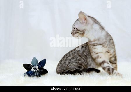Bengal kitten with a origami flower on a sheep skin Stock Photo
