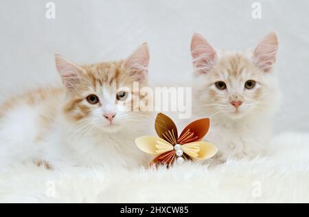 Two young norwegian forest cat kittens with origami flowers Stock Photo