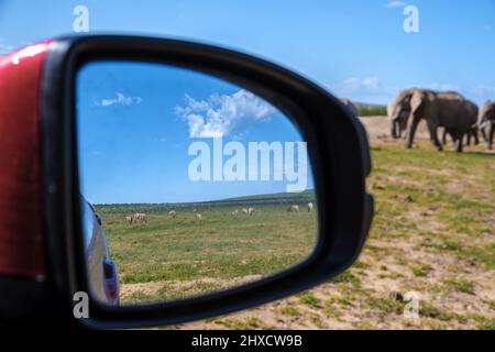 Addo Elephant Park South Africa, Family of Elephants in Addo elephant park, Elephants taking a bath in a water pool. African Elephants, car mirror, and elephants Stock Photo