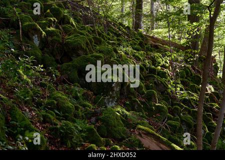 The Lösershag Nature Reserve near Oberbach-Wildflecken, Rhön Biosphere Reserve, Lower Franconia, Franconia, Bavaria, Germany Stock Photo