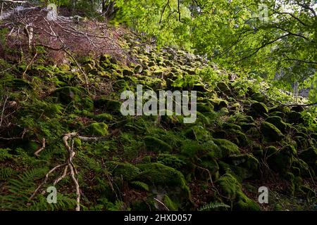 The Lösershag Nature Reserve near Oberbach-Wildflecken, Rhön Biosphere Reserve, Lower Franconia, Franconia, Bavaria, Germany Stock Photo