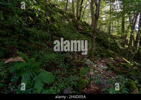 The Lösershag Nature Reserve near Oberbach-Wildflecken, Rhön Biosphere Reserve, Lower Franconia, Franconia, Bavaria, Germany Stock Photo