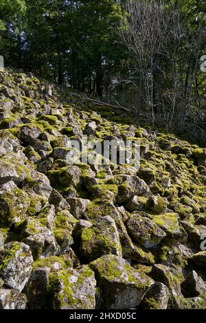 The Lösershag Nature Reserve near Oberbach-Wildflecken, Rhön Biosphere Reserve, Lower Franconia, Franconia, Bavaria, Germany Stock Photo