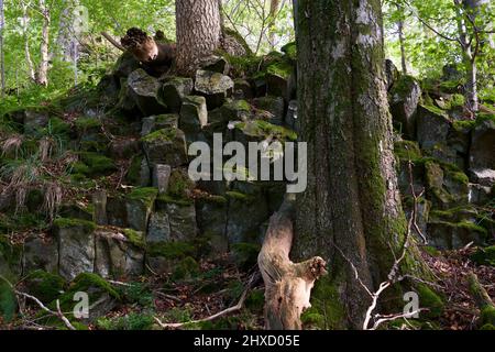 The Lösershag Nature Reserve near Oberbach-Wildflecken, Rhön Biosphere Reserve, Lower Franconia, Franconia, Bavaria, Germany Stock Photo