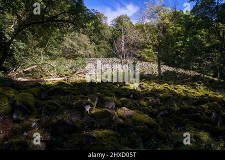 The Lösershag Nature Reserve near Oberbach-Wildflecken, Rhön Biosphere Reserve, Lower Franconia, Franconia, Bavaria, Germany Stock Photo