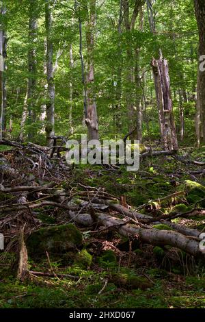 The Lösershag Nature Reserve near Oberbach-Wildflecken, Rhön Biosphere Reserve, Lower Franconia, Franconia, Bavaria, Germany Stock Photo