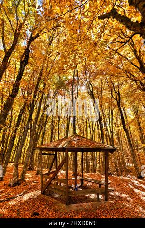 Kiosk in the forest of Mamali, in Antichasia mountains, close to  Verdikoussia village, Larissa, Thessaly, Greece. Stock Photo
