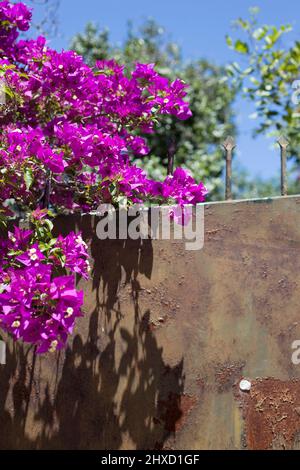 Purple flowering bougainvillea on a rusty gate in Mallorca, Spain Stock Photo