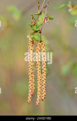 Hanging birch (Betula pendula), male flowers in spring, North Rhine-Westphalia, Germany Stock Photo