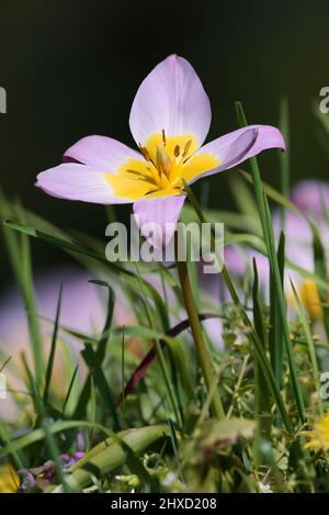 Rock tulip or Cretan tulip (Tulipa saxatilis), North Rhine-Westphalia, Germany Stock Photo