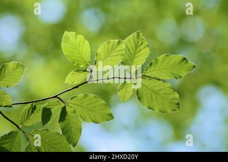 European beech (Fagus sylvatica), leaves in spring, North Rhine-Westphalia, Germany Stock Photo