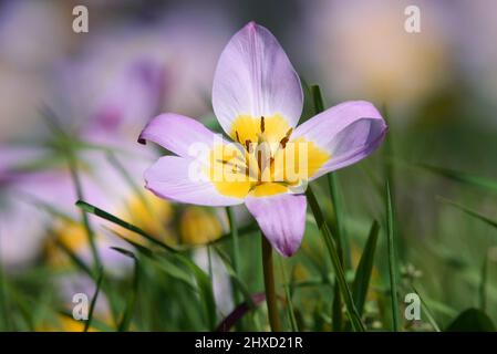 Rock tulip or Cretan tulip (Tulipa saxatilis), North Rhine-Westphalia, Germany Stock Photo