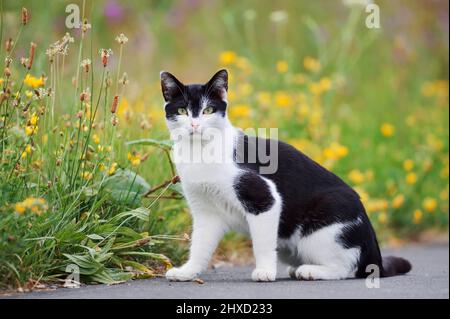 Domestic cat sitting in front of flower meadow, North Rhine-Westphalia, Germany Stock Photo