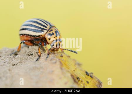 Colorado potato beetle (Leptinotarsa decemlineata) feeding on potato, North Rhine-Westphalia, Germany Stock Photo