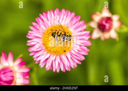 Strawflower, wasp Stock Photo