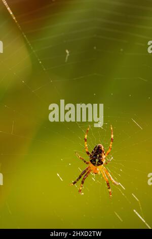 Colorful garden cross spider (Araneus diadematus) waiting for prey in the middle of its web Stock Photo