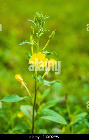 Flowers of a common evening primrose (Oenothera biennis) Stock Photo