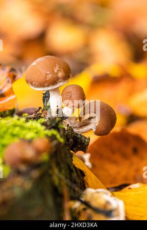 Close up of mushrooms on dead tree trunk Stock Photo