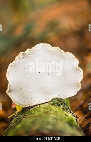 Birch porling, Piptoporus betulinus on dead wood Stock Photo