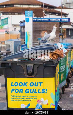 England, Dorset, Bournemouth, Bournemouth Seafront, Seagulls Feeding from Overflowing Rubbish Bins Stock Photo