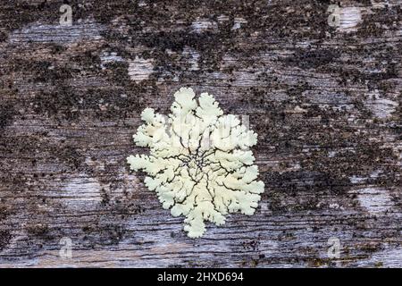 Photograph of white mould on the surface of a wooden outdoor table in a domestic garden Stock Photo