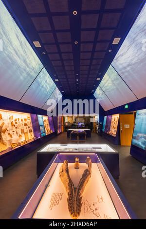 England, Dorset, Kimmeridge, Interior View of The Etches Collection Museum of Jurassic Marine Life Stock Photo