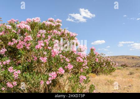 Plant oasis of palm trees and oleander in a stone desert in Morocco. Dry and mineral landscape. Stock Photo