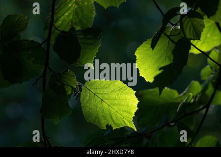 Leaves of a tree in sunlight with shadow play, Tiraholm, Småland, Sweden Stock Photo
