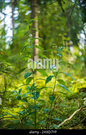 Vegetation in a forest, regeneration Stock Photo